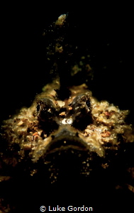 Tiny juvenile Inimicus didactylus, A.K.A. Grump by Luke Gordon 